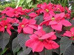 Poinsettia, Noche Buena,, Fiore Natale