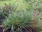 Photo des plantes décoratives Carex, Joncs des céréales , vert