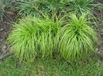 フォト 観賞植物 スゲ属、スゲ コーンフレーク (Carex), 緑色