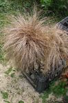 Photo Nouvelle-Zélande Carex De Cheveux les caractéristiques