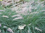 Photo Ornamental Plants Chinese fountain grass, Pennisetum cereals , green