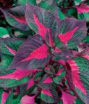 fotoğraf Dana Biftek Bitki yapraklı süs (Perilla), çok renkli