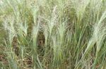 mynd skraut plöntur Elska Gras korn (Eragrostis), ljósgrænt
