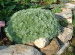 снимка Декоративни растения Див Пелин Джудже декоративни листни (Artemisia), златист