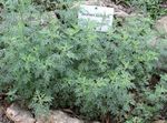 Photo Ornamental Plants Wormwood, Mugwort cereals (Artemisia), silvery