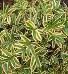 Photo des plantes décoratives Sasa, Sasaella, Feuillus Bambou, Palmata des céréales , panaché