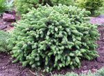 Photo Alberta Spruce, Black Hills Spruce, White Spruce, Canadian Spruce characteristics