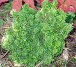 Photo Alberta Spruce, Black Hills Spruce, White Spruce, Canadian Spruce characteristics