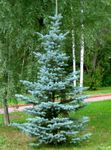 Photo Colorado Blue Spruce characteristics