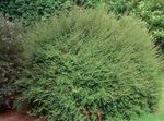 フォト 観賞植物 低木のスイカズラ、ボックススイカズラ、ボックス葉スイカズラ (Lonicera nitida), 緑色