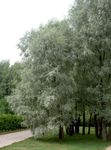 Foto Dekoratiivtaimede Paju (Salix), hõbedane