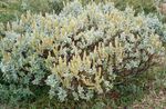 Foto Dekorative Pflanzen Weide (Salix), golden