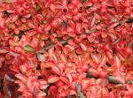 foto Plantas Ornamentais Horizontalis Cotoneaster (Cotoneaster horizontalis), vermelho