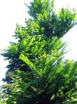 снимка Декоративни растения Зори Секвоя (Metasequoia), зелен