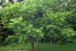 Foto Dekoratīvie Augi Riekstkoks (Juglans), zaļš