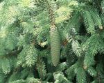 Foto Douglasie, Oregon Pine, Rottanne, Gelb Tanne, Fichte Falsch Merkmale