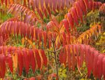 Foto Plantas Decorativas Tigre Ojos Zumaque, Zumaque Staghorn, Zumaque Terciopelo (Rhus typhina), rojo