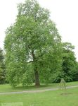 Foto Dekorative Pflanzen Pappel (Populus), hell-grün