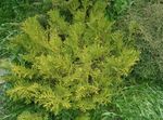 Photo Hiba, False Arborvitae, Japanese Elkhorn Cypress characteristics