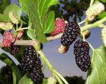 Fil Dekorativa Växter Mulberry (Morus), grön