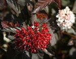 Фото Декоративные Растения Пузыреплодник калинолистный (Physocarpus opulifolius), бордовый