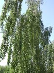 fénykép Dísznövény Nyírfa (Betula), zöld