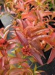 φωτογραφία Διακοσμητικά φυτά Νότια Αγιόκλημα Θάμνο, Βουνό Μπους Αγιόκλημα (Diervilla), σκούρο-πράσινος