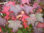 fénykép Dísznövény Sweetgum, Vörös Íny, Folyékony Borostyán (Liquidambar), zöld
