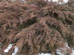 mynd skraut plöntur Siberian Teppi Cypress (Microbiota decussata), grænt