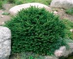 Photo Birdsnest spruce, Norway Spruce characteristics