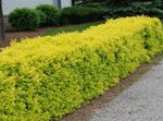 Foto Dekorative Pflanzen Liguster, Goldenen Liguster (Ligustrum), gelb