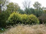 fotografija Okrasne Rastline Privet, Zlati Privet (Ligustrum), rumena