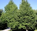 Photo Maidenhair tree characteristics