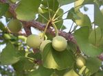 Foto Dekorative Pflanzen Ginkgobaum (Ginkgo biloba), grün