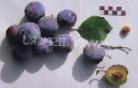 Photo Plum grade Mechta