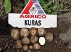 φωτογραφία Πατάτες ποικιλία Kuras 