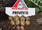 foto La patata la cultivar Provento 