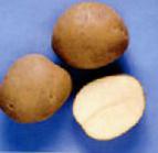 Photo une pomme de terre l'espèce Padarunak