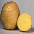 φωτογραφία Πατάτες ποικιλία Romula