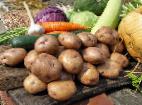 Photo Potatoes grade Sineglazka