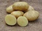 Photo une pomme de terre l'espèce Feloks
