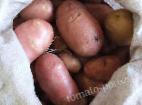 φωτογραφία Πατάτες ποικιλία Khozyayushka 