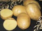 foto La patata la cultivar Latona