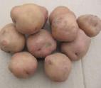 Photo Potatoes grade Bryanskijj nadezhnyjj