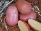 foto La patata la cultivar Romano