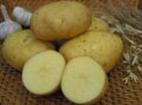 Photo une pomme de terre l'espèce Nevskijj