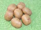 foto La patata la cultivar Avrora