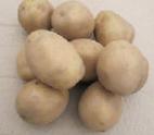 Foto Kartoffeln klasse Yubilejj Zhukova