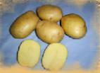 Foto Krumpir kultivar Briz