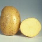Photo Potatoes grade Dzhelli